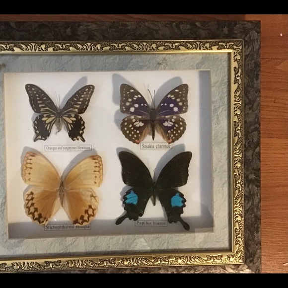 Belize Set of 5 Framed Butterflies - Picture 3 of 4